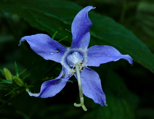 {Campanula americana}